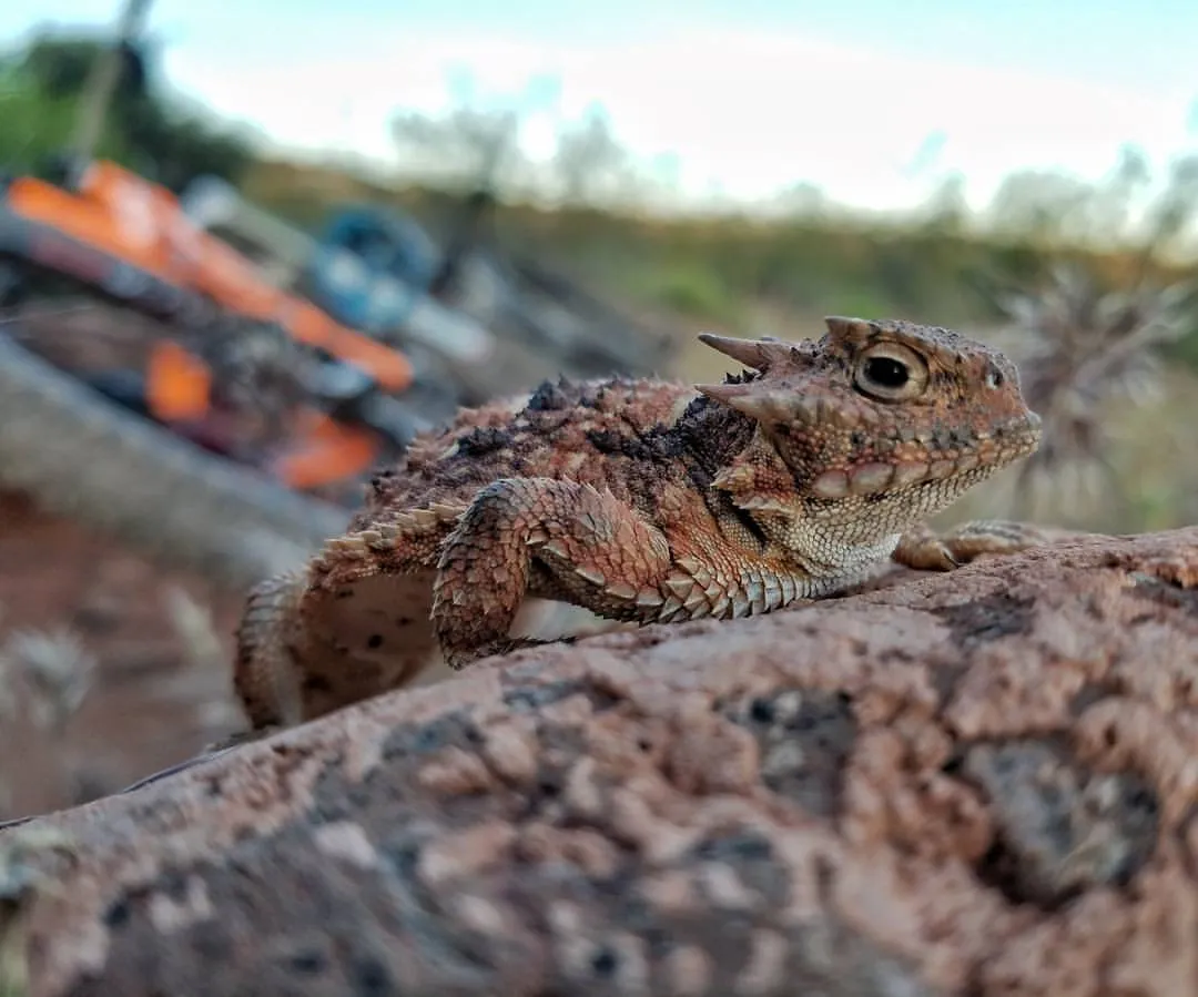 Hornytoad.jpg