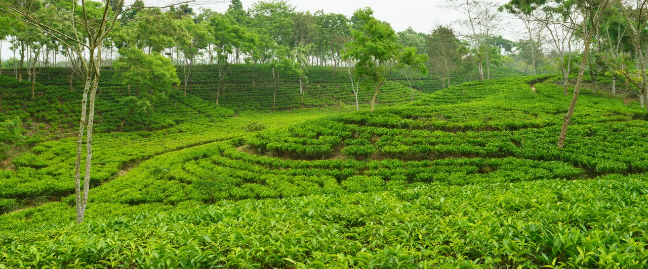 Halda-Tea.jpg