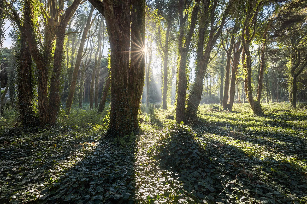 Fairy Forest With Sun