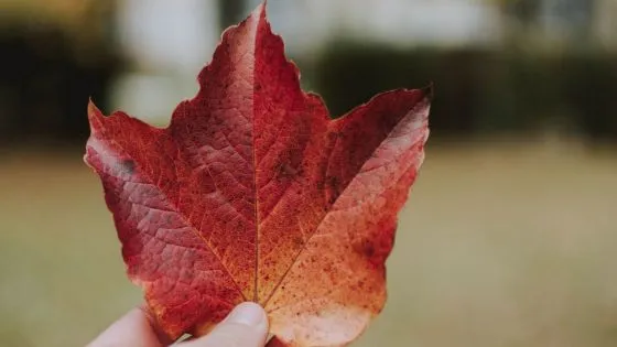 Innisfil: First Municipality in Canada to Accept Cryptocurrency