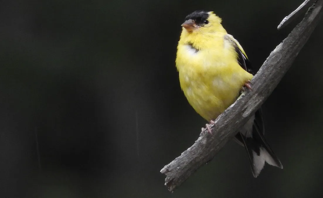 Goldfinch Glimpses