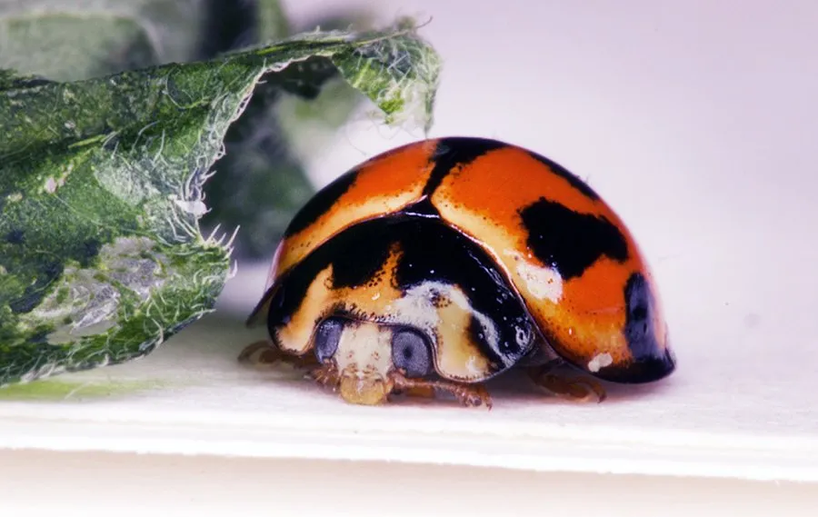 Friendly Ladybird by @jamtaylor on Steemit, macrophotography, photography, art, nature