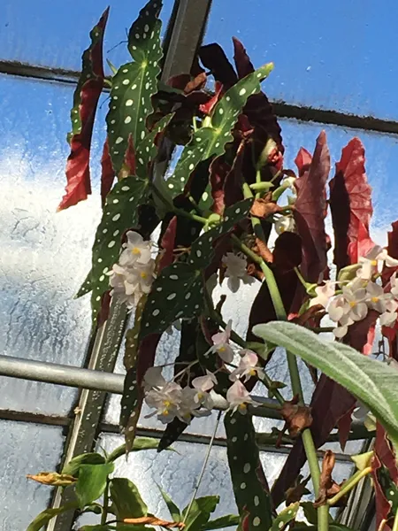 Smith Greenhouses - begonia crop January 2020.jpg