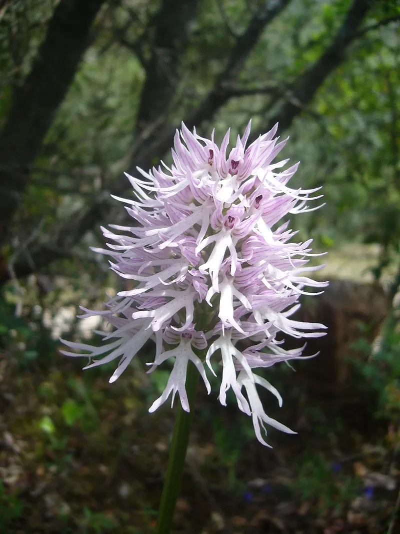 800px-Orchis_italica.004_-_Serra_de_Enciña_de_Lastra.jpg