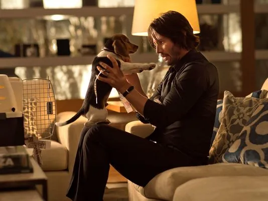 635494961822000008-BEAGLE-JOHN-WICK-MOV-JY-3400--68084492.JPG