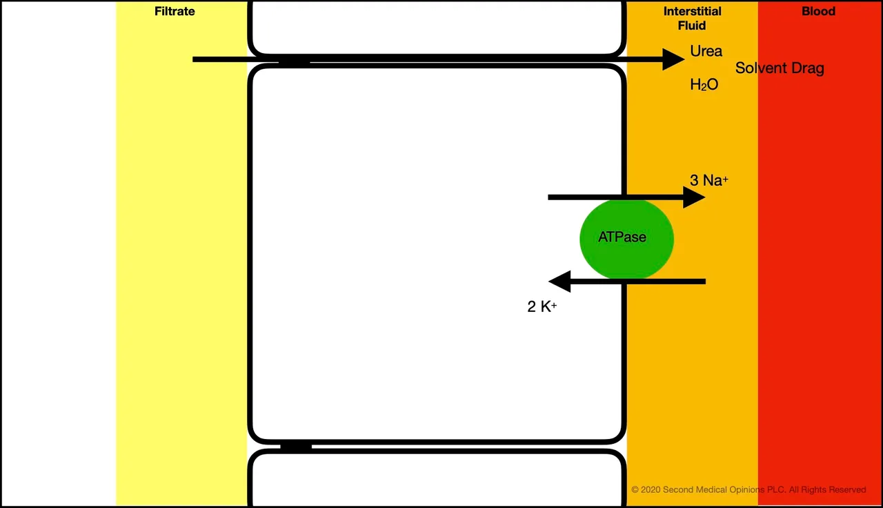 Picture Steemit Tubular Cell Urea Transport 1.jpg