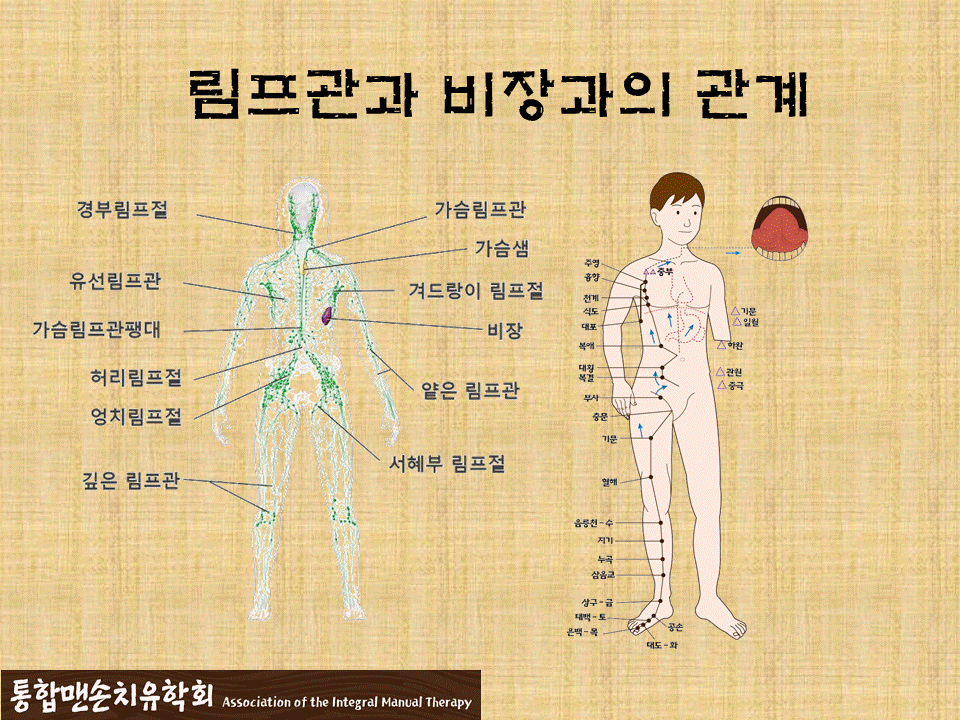 림프관과 비장.gif