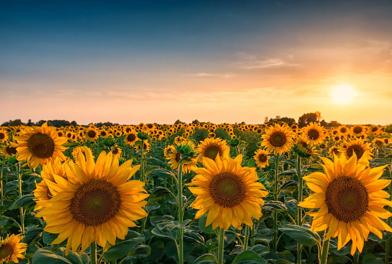 0ea960ae-6159-4c78-ba21-259cc396b1ad-day_trip_sunflower_fields.jpg