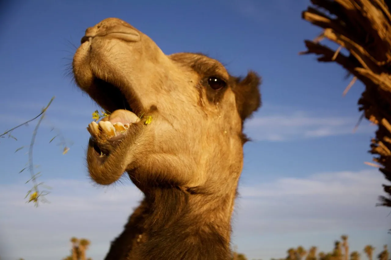 funnycamel