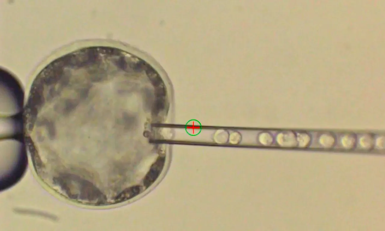 Salk Institute Human Stem Cells Into Pig Embryo.jpg