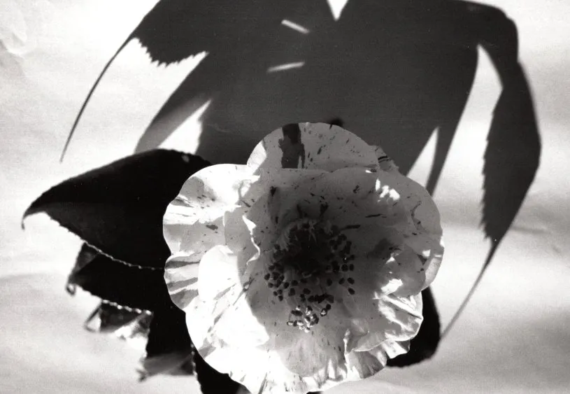 camelia japonica hybrid monster shadow 198something.jpg