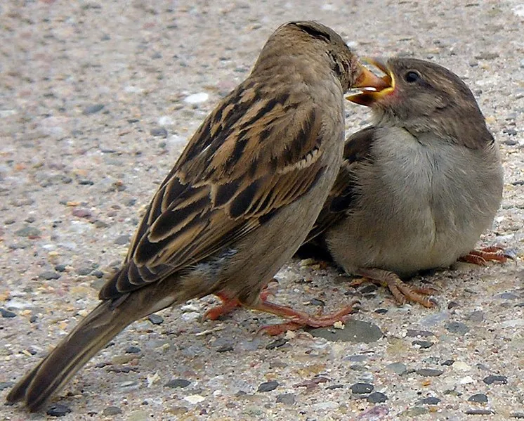 sparrow.jpg