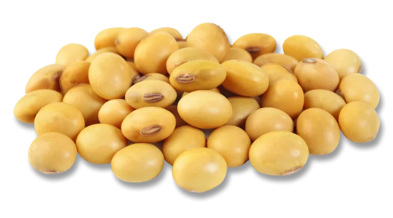 soybean_pile_COB.png