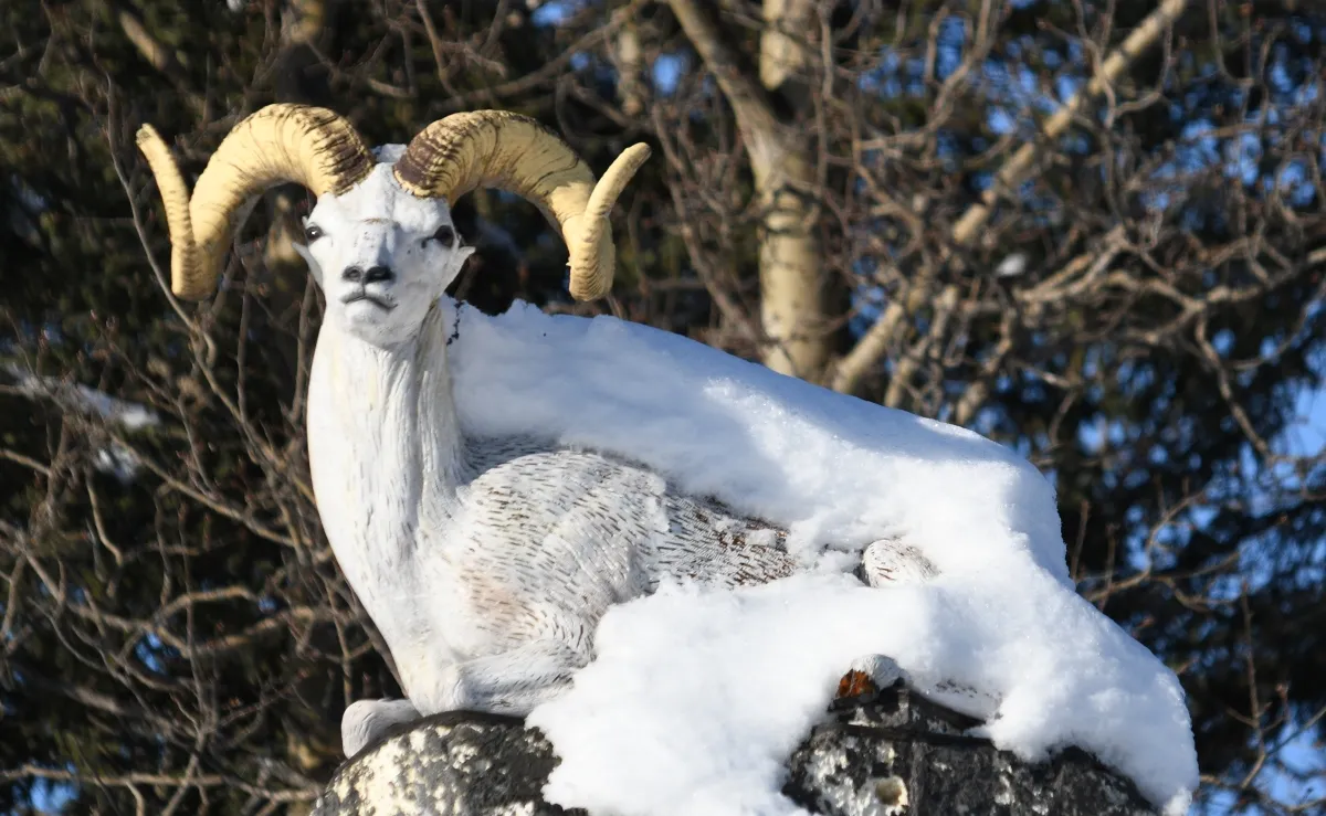 002 roof ram.jpg