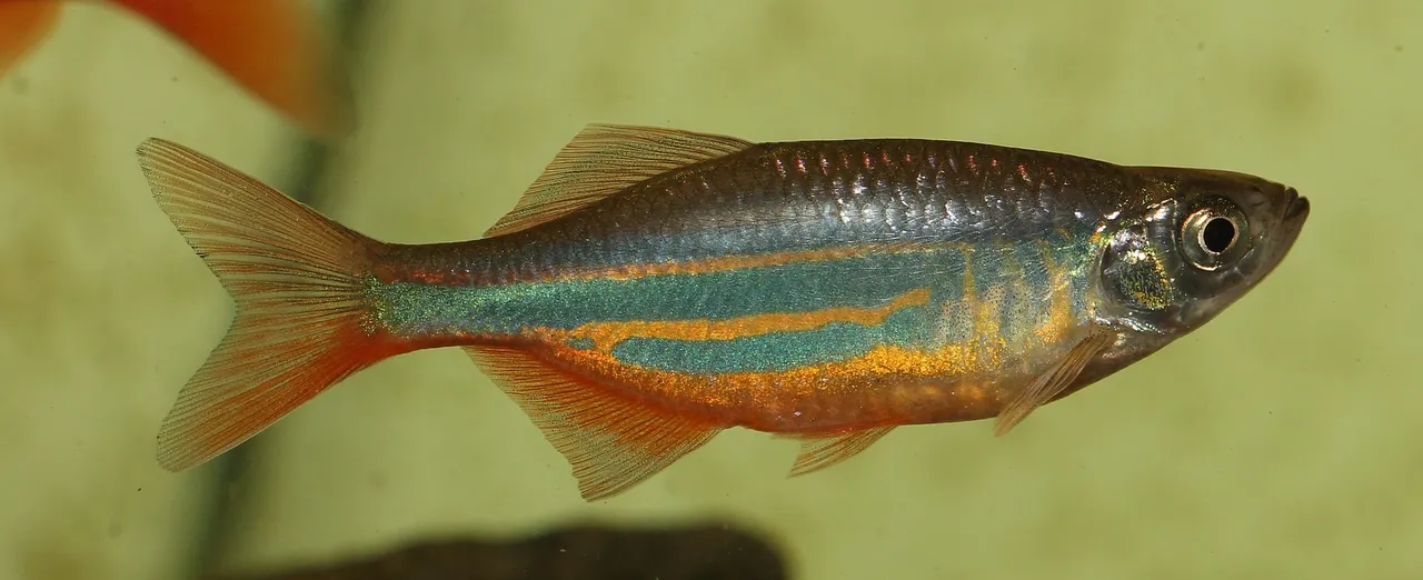 fish-764148_1920.jpg