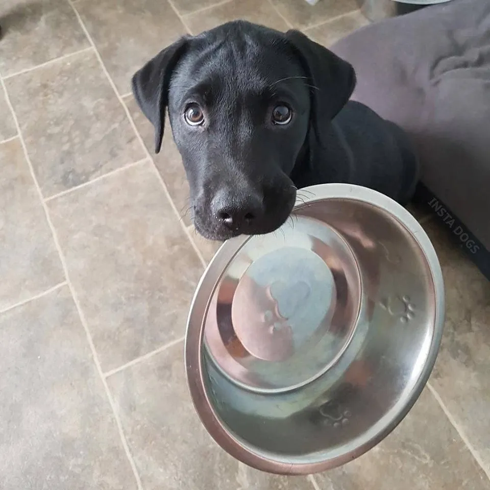 Dog s miskoi.jpg
