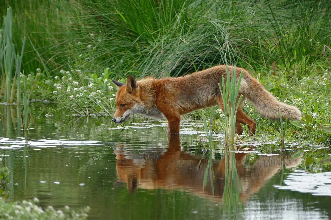 fox-1540833_1280.jpg