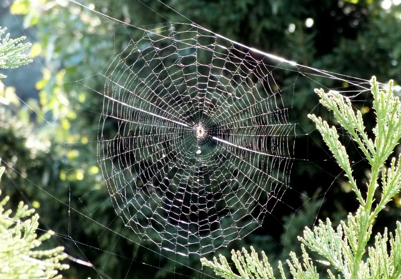 RD0218-Spiderweb.jpg