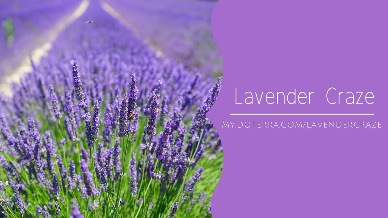 Lavender Craze.jpg