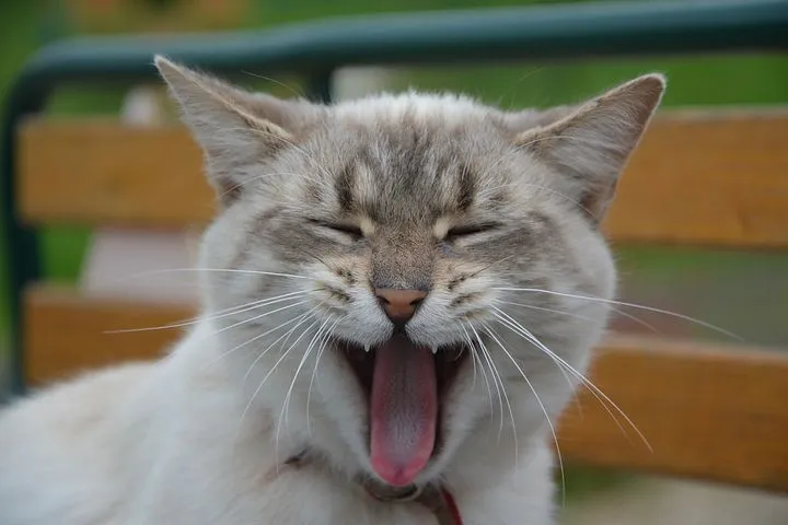 cat-2869824__480.jpg