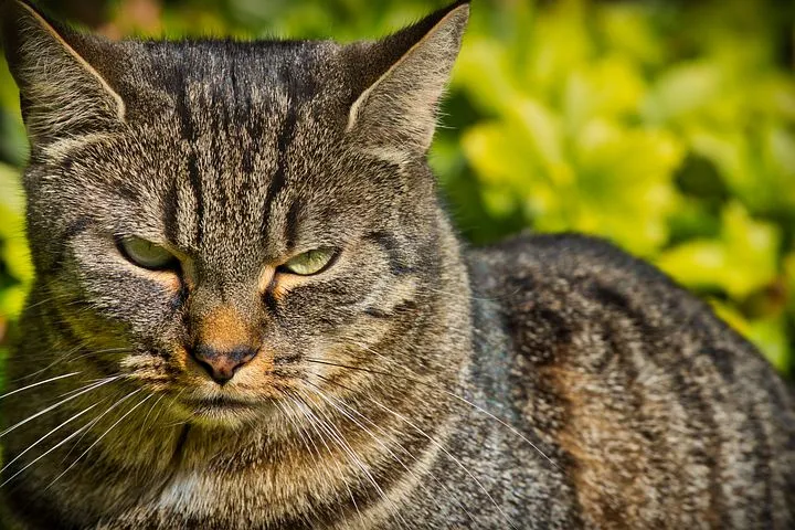 cat-3735878__480.jpg