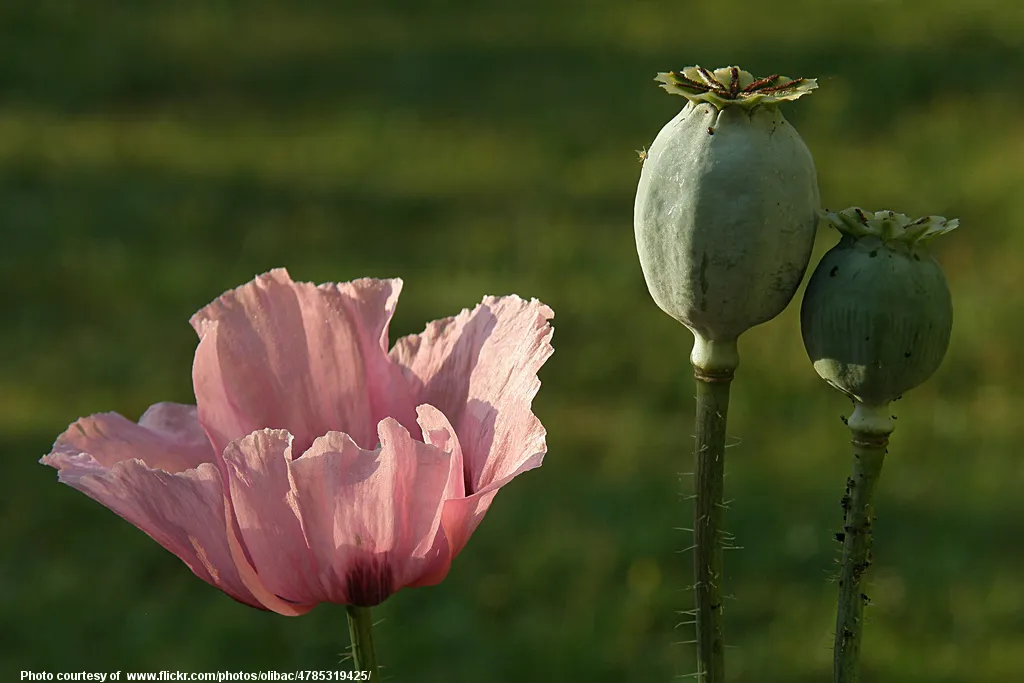 PinkPoppy-053017.jpg