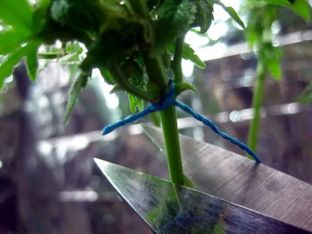 beauty harvest.JPG