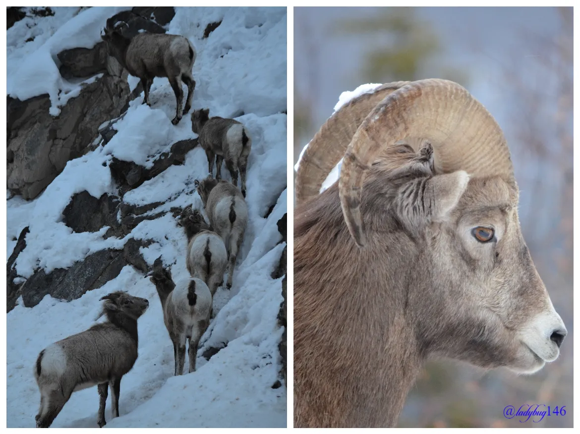 mountain sheep.jpg