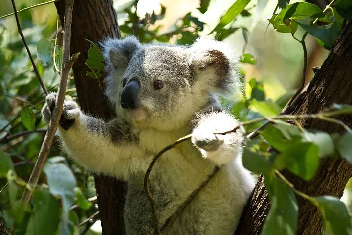 koala-74908__480.jpg