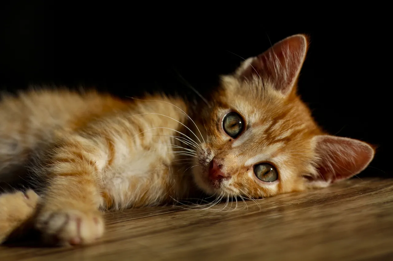 cat-5488070_1920.jpg