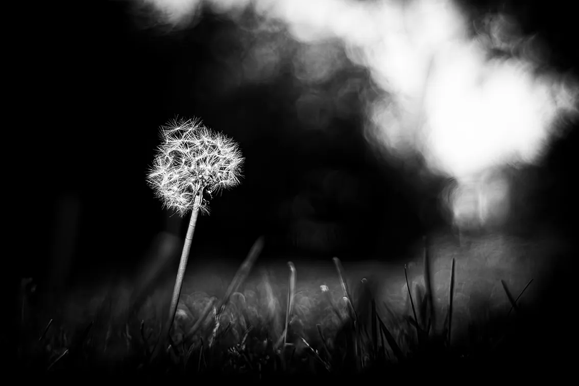 _DSC6515-BW-2-ST.png