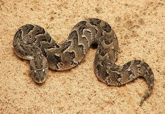 Bitis-arietans18.jpg