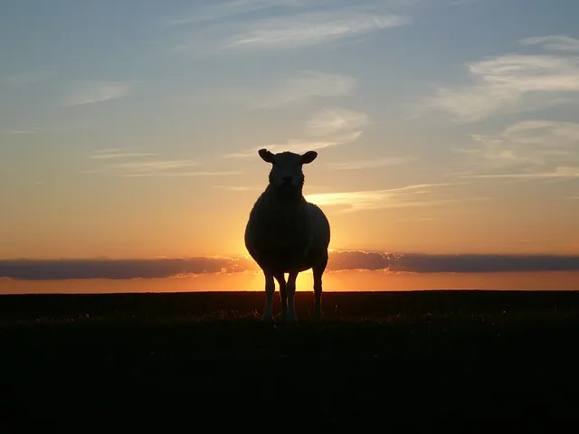 sunset-50494_640.jpg