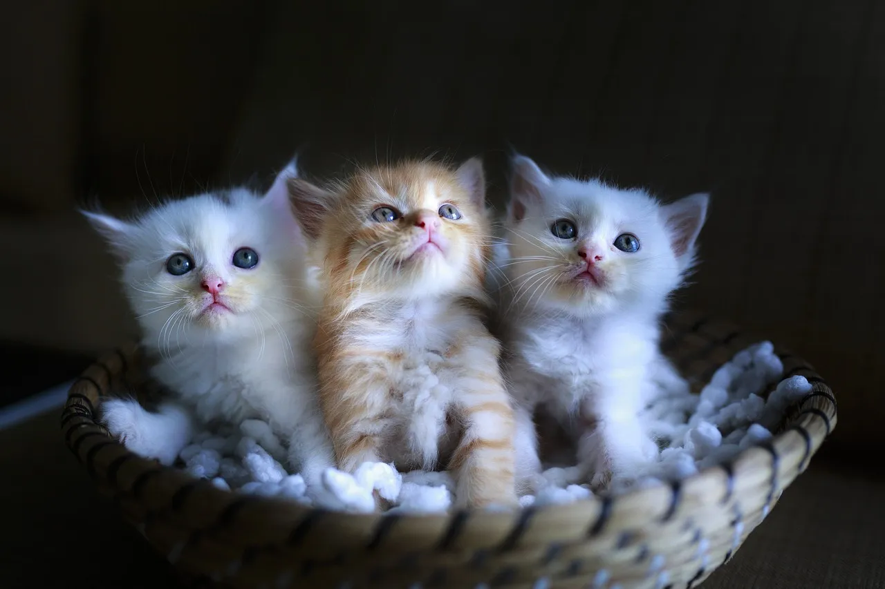 cat-3266675_1280.jpg
