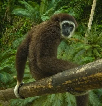 gibbon_on_branch.jpg