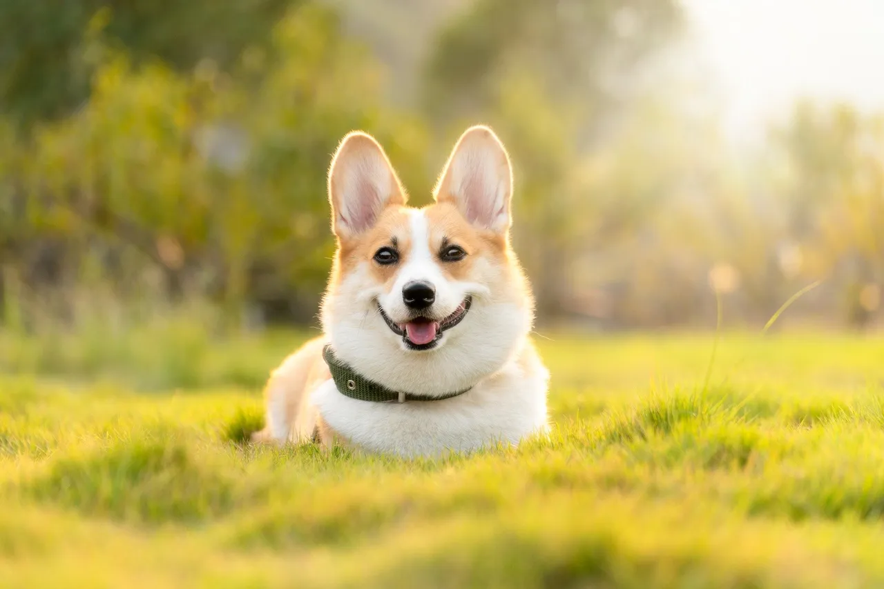 dog-4988985_1920.jpg