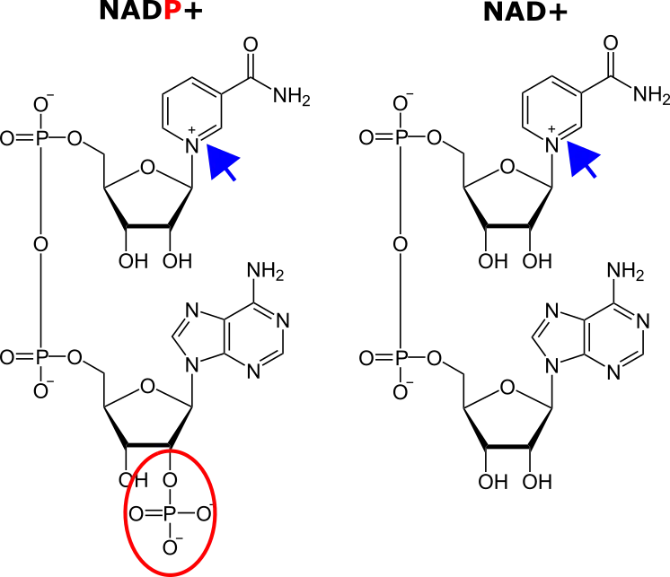 NADP vs. NAD.png