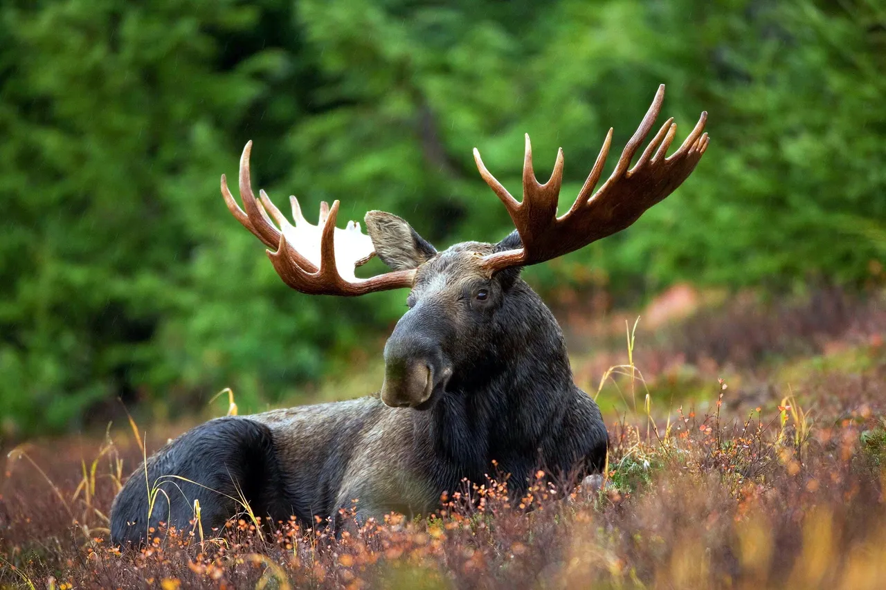 moose-70254_1920.jpg