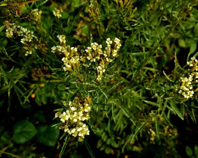 Tagetes flower.jpg