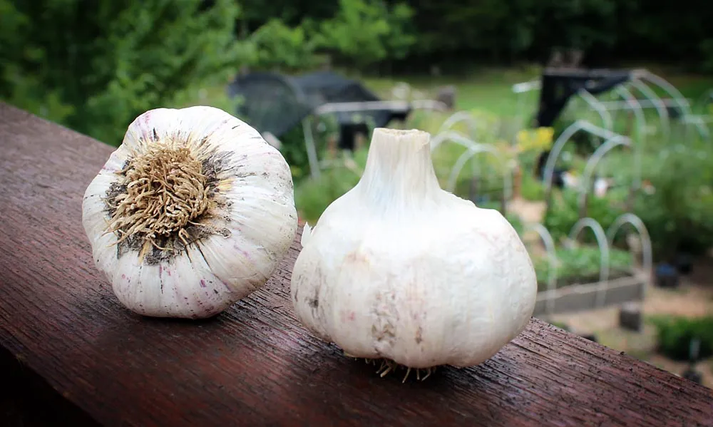 garlic_medicinal.jpg
