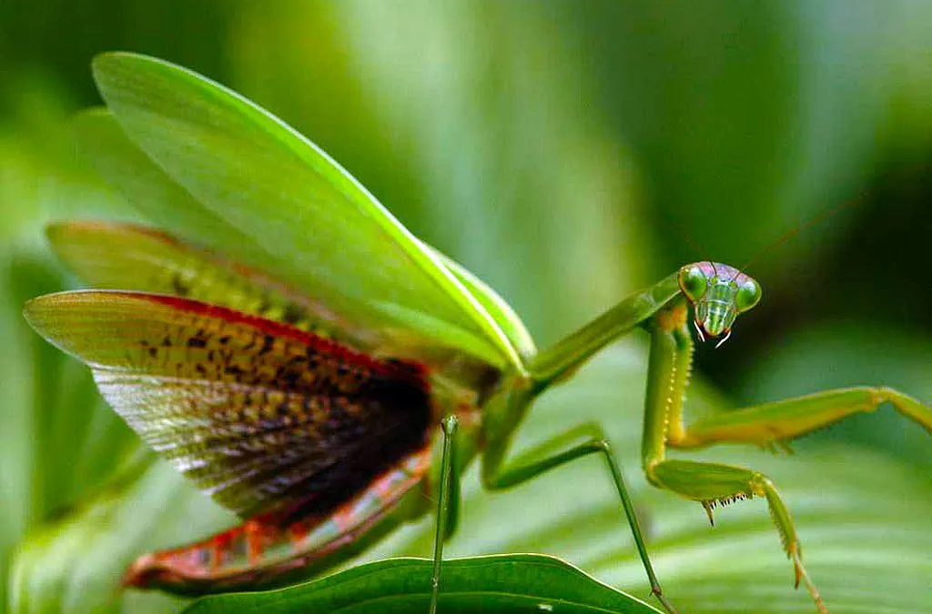 Praying Mantis.jpg