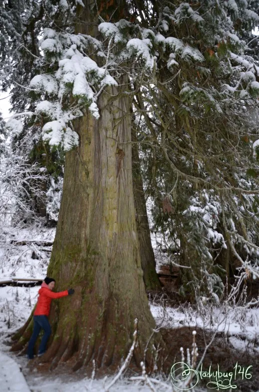 ancient_forest12.jpg