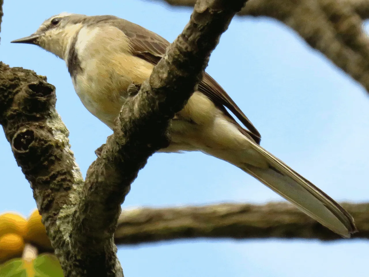 1108-CapeWagtail.png