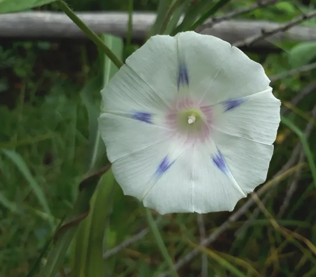 morning glory2.jpg