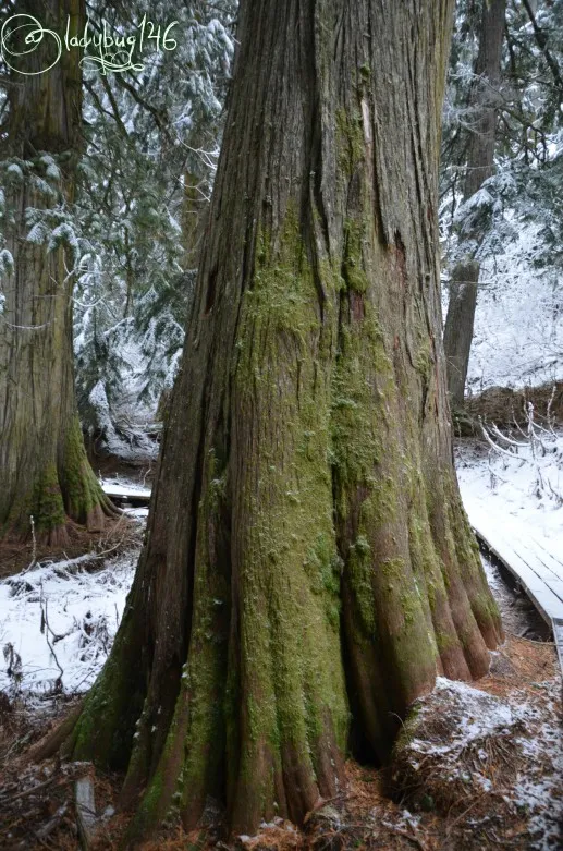 ancient_forest14.jpg