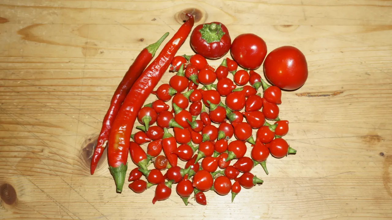 Raccolto chili.JPG