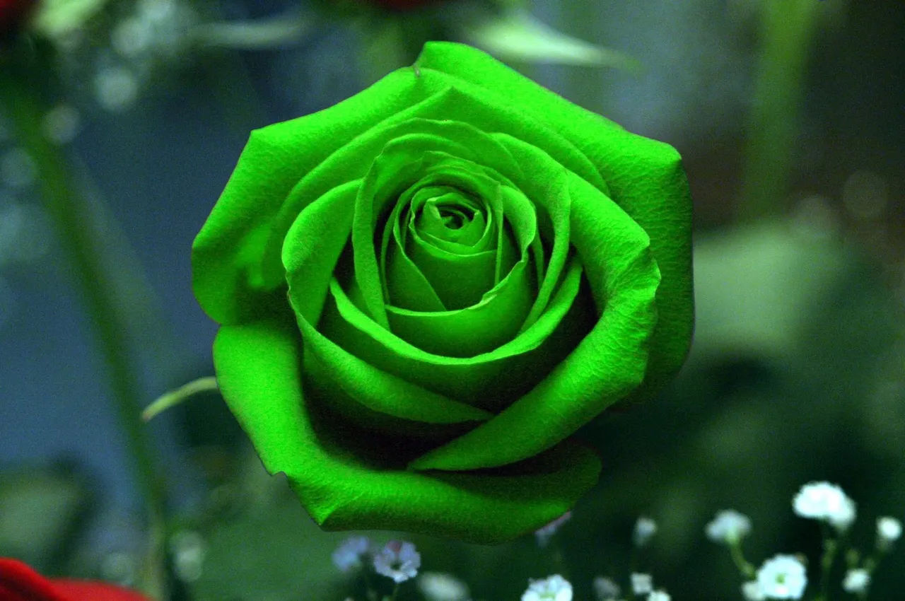 rose-color-green.jpg