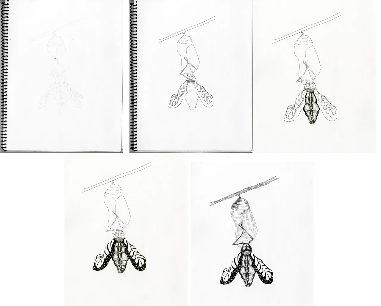 mariposa-proceso.jpg