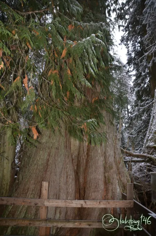 ancient_forest15.jpg