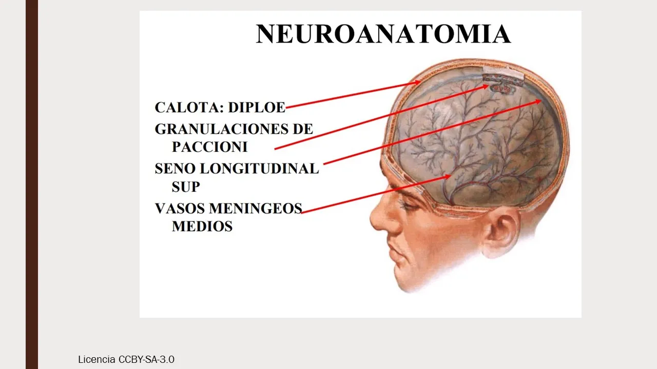 ANATOMIA NEURO.jpg